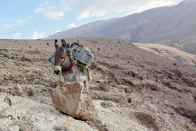 donkey trekking in Sharqiyah